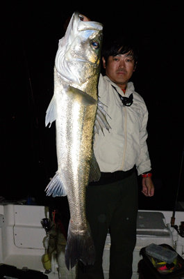 シーバス(スズキ)