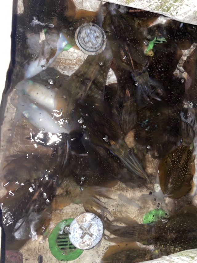 アオリ(アオリイカ)