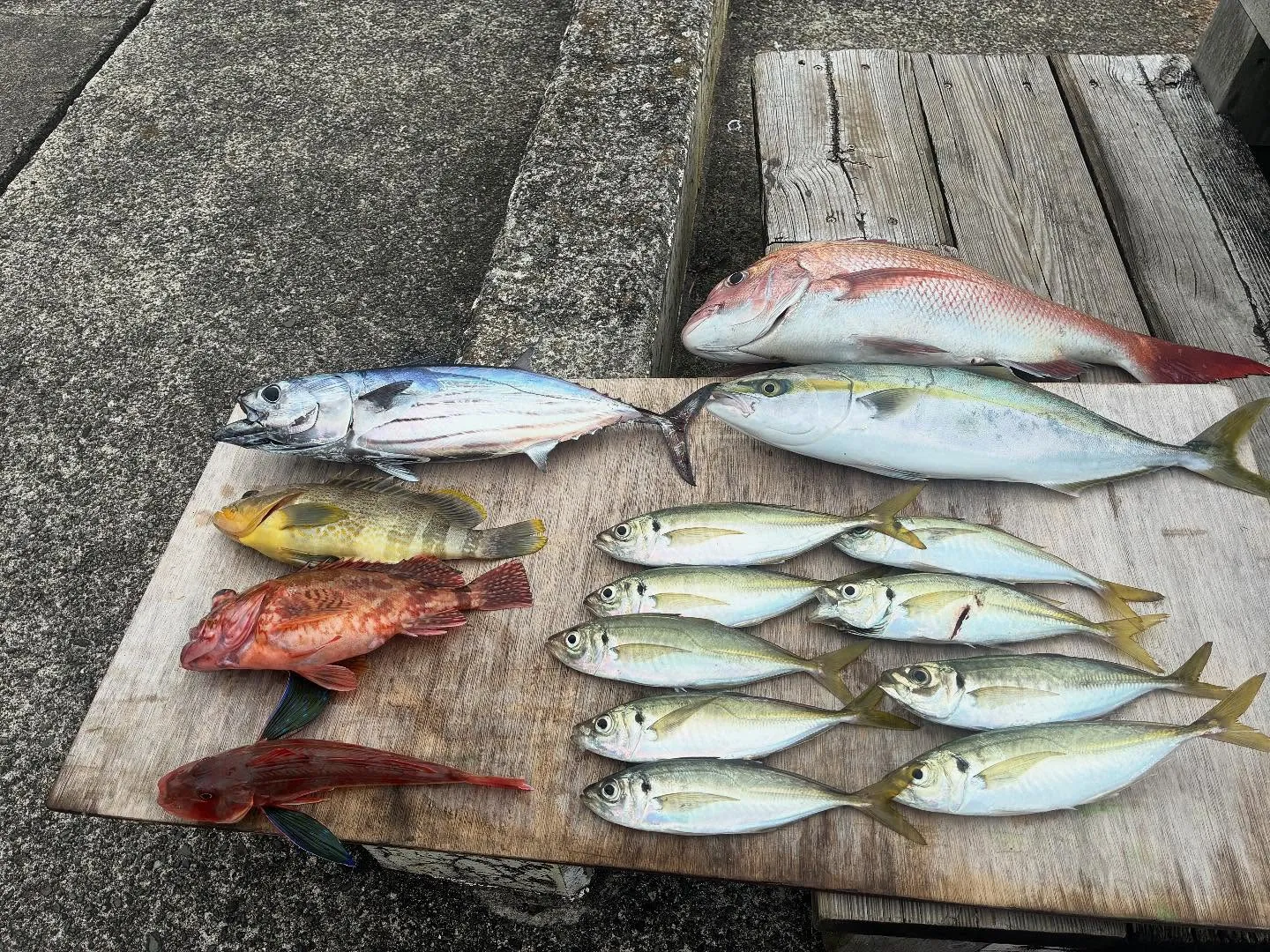 マダイ・アオハタ・アジ(マアジ)・イナダ(ブリ)・カツオ・カサゴ・ホウボウ