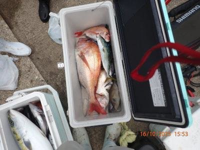 マダイ・メジロ(ブリ)・ハガツオ