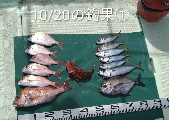 マダイ・チダイ・マアジ・カイワリ・マサバ