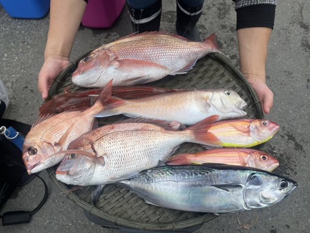 タイ(マダイ)・シロアマダイ・イトヨリ(イトヨリダイ)・ホウボウ