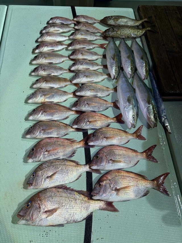 マダイ・ハマチ(ブリ)・タチウオ・アイゴ