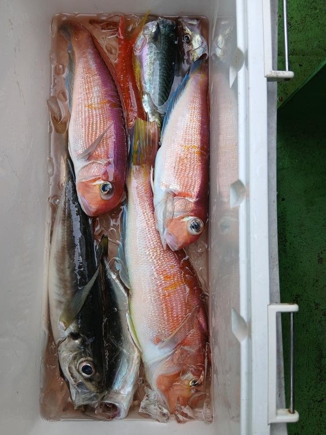 アジ(マアジ)・アマダイ(アカアマダイ)