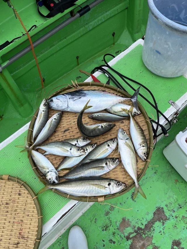 アジ(マアジ)・サバ(マサバ)