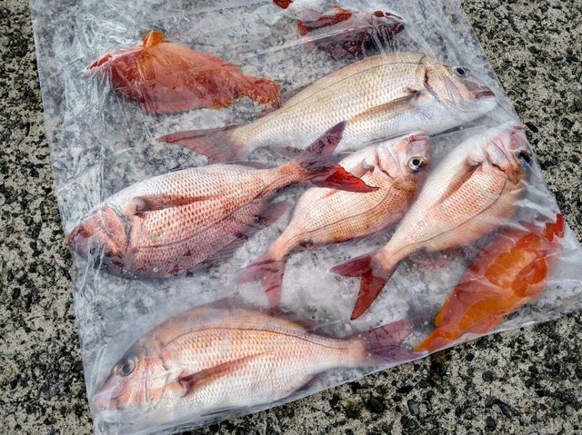 マダイ・アカハタ・カサゴ