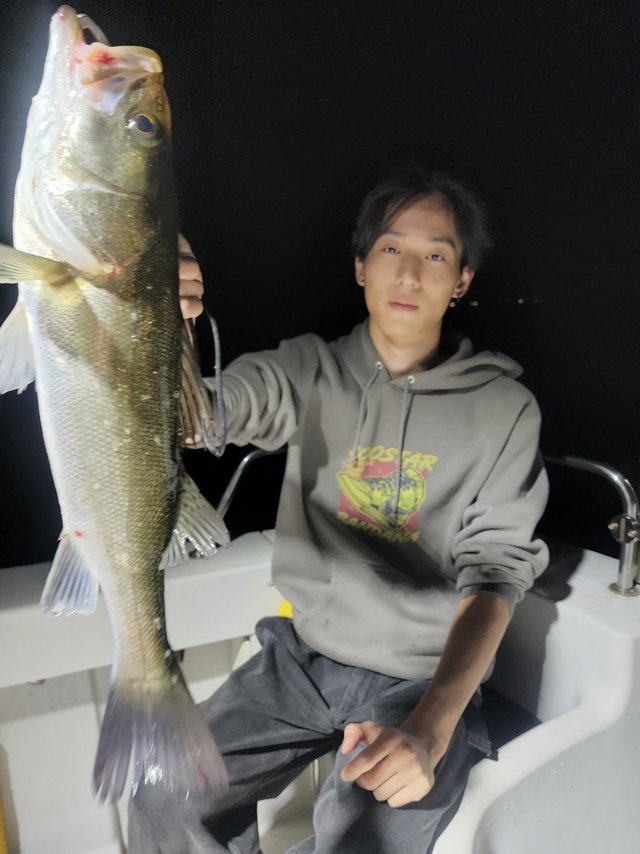 シーバス(スズキ)