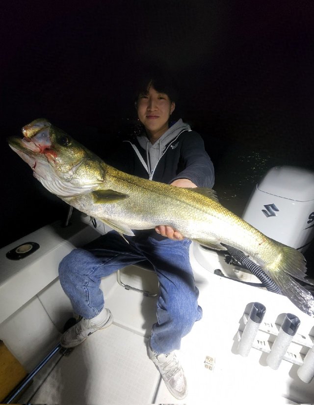 シーバス(スズキ)