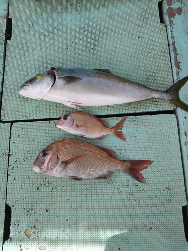 タイ(マダイ)・メジロ(ブリ)