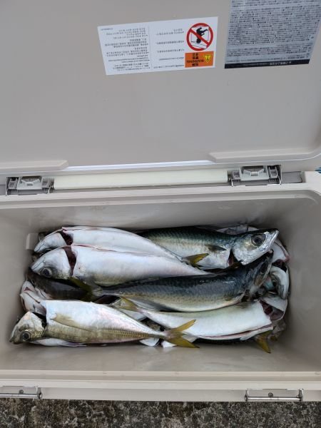 チャリコ(マダイ)・アジ(マアジ)・サバ(マサバ)