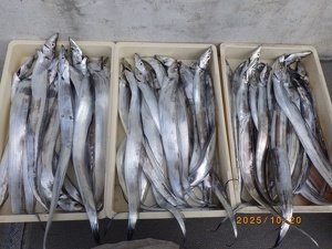 タチウオ