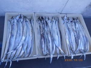 タチウオ