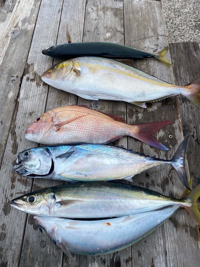 マダイ・カンパチ・イサキ・ヒラソウダ