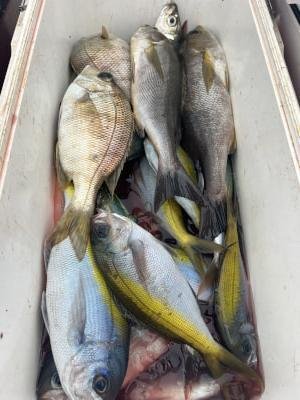 ウメイロ・イサキ