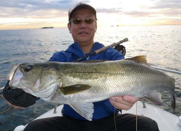 シーバス(スズキ)