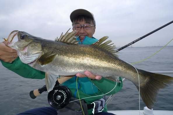 シーバス(スズキ)