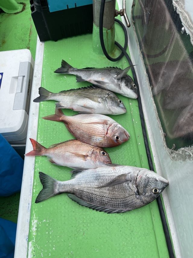 マダイ・クロダイ