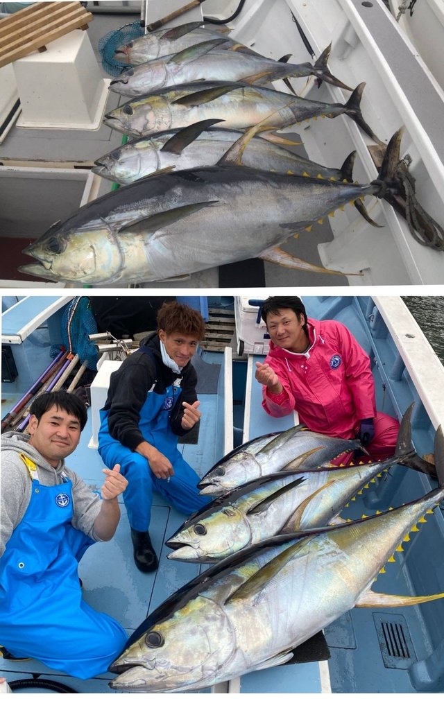 キハダマグロ(キハダ)