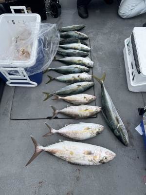 ツバス(ブリ)・ハマチ(ブリ)・メジロ(ブリ)・カンパチ・シオ(カンパチ)