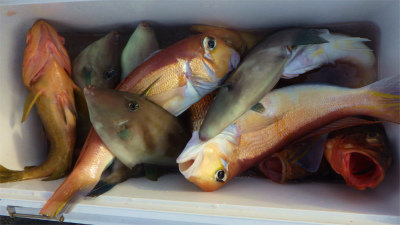 キジハタ・アマダイ(アカアマダイ)・ウマヅラハギ