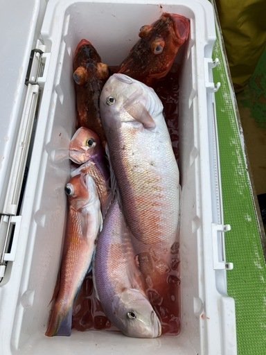 アマダイ(アカアマダイ)・シロアマダイ