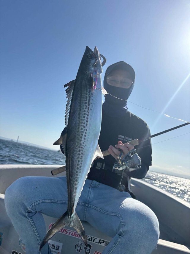 サゴシ(サワラ)