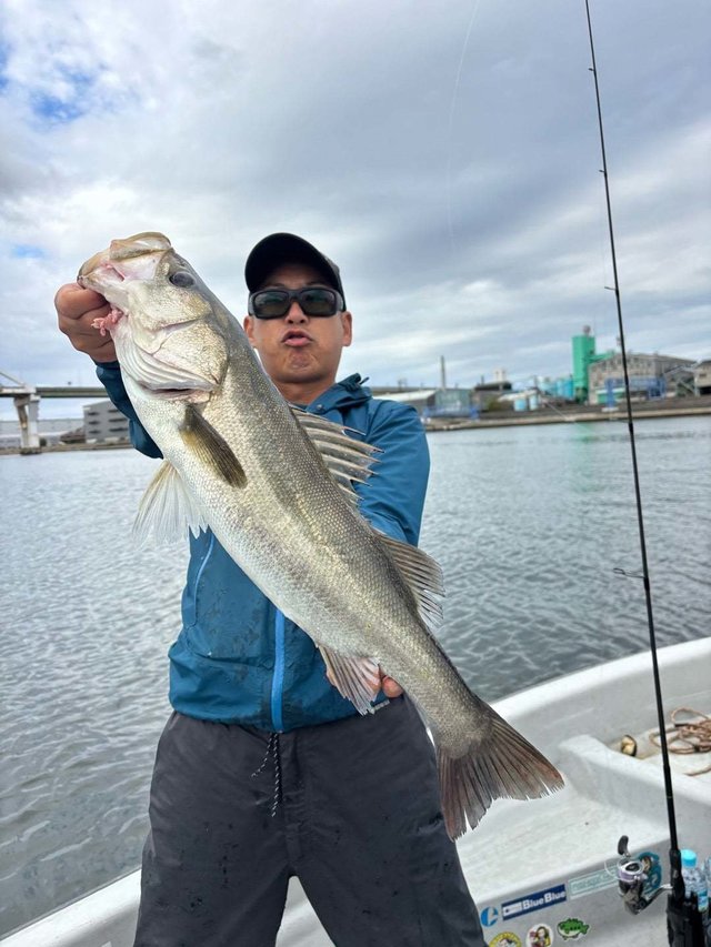 シーバス(スズキ)