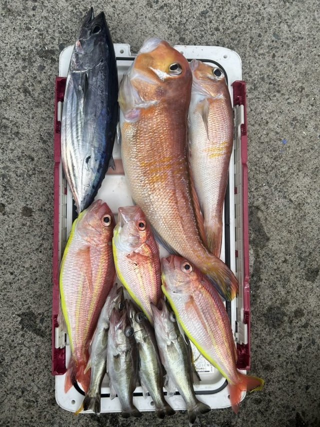 アラ・アマダイ(アカアマダイ)・イトヨリ(イトヨリダイ)・カツオ