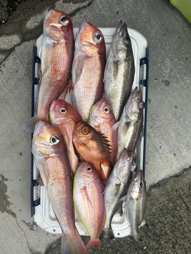 アラ・アマダイ(アカアマダイ)・イトヨリ(イトヨリダイ)・チカメキントキ