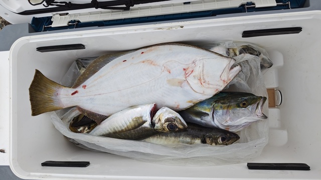 アジ(マアジ)・イナダ(ブリ)・ヒラメ