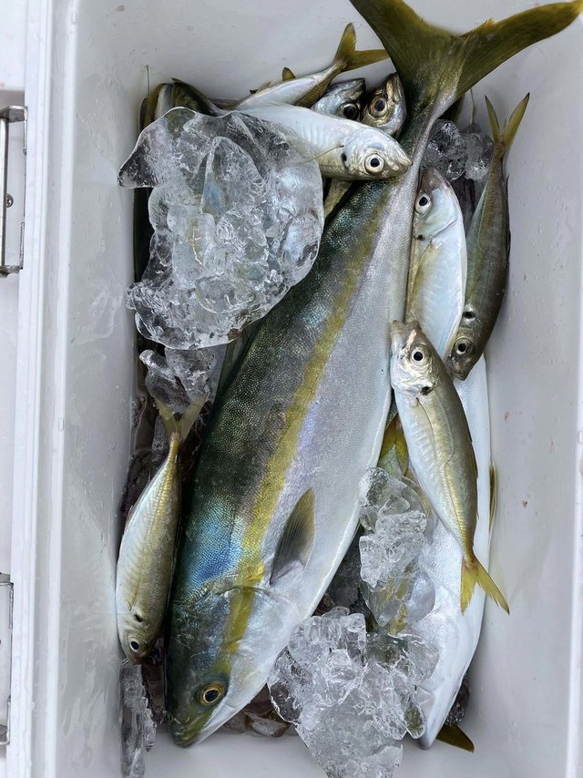 アジ(マアジ)・イナダ(ブリ)