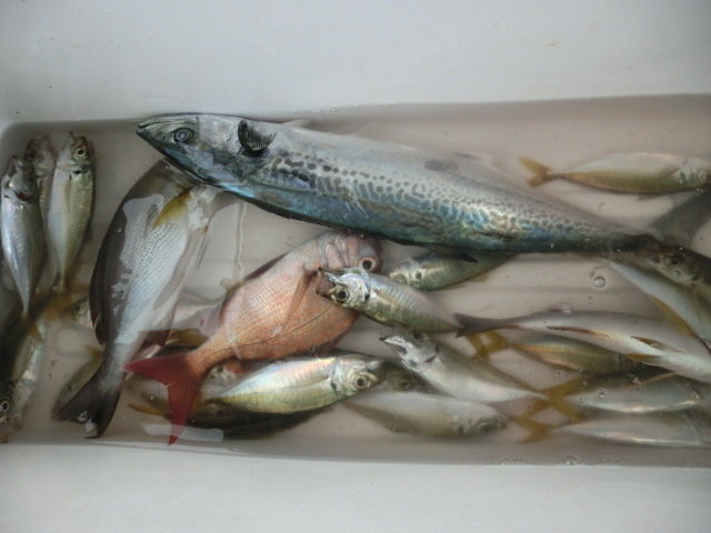 アジ(マアジ)・イサキ・サワラ・サゴシ(サワラ)