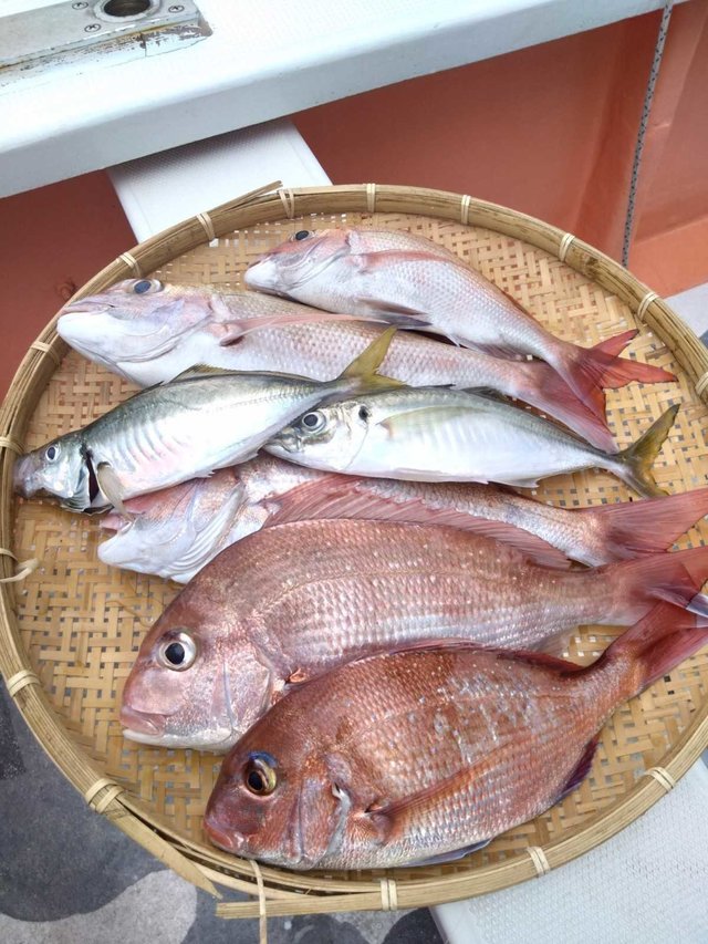 マダイ・アジ(マアジ)