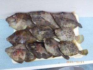 カワハギ