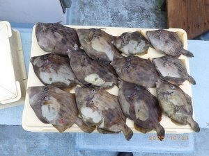 カワハギ