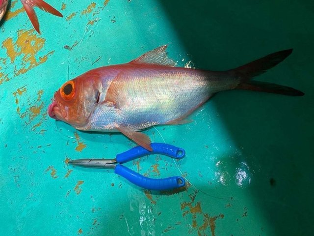 キンメ(キンメダイ)