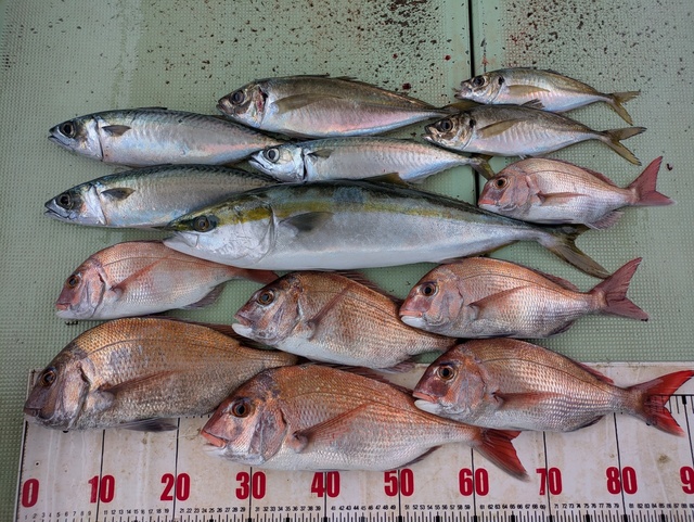 タイ(マダイ)・アジ(マアジ)・メジロ(ブリ)・マサバ