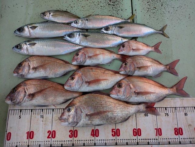 タイ(マダイ)・アジ(マアジ)・マサバ