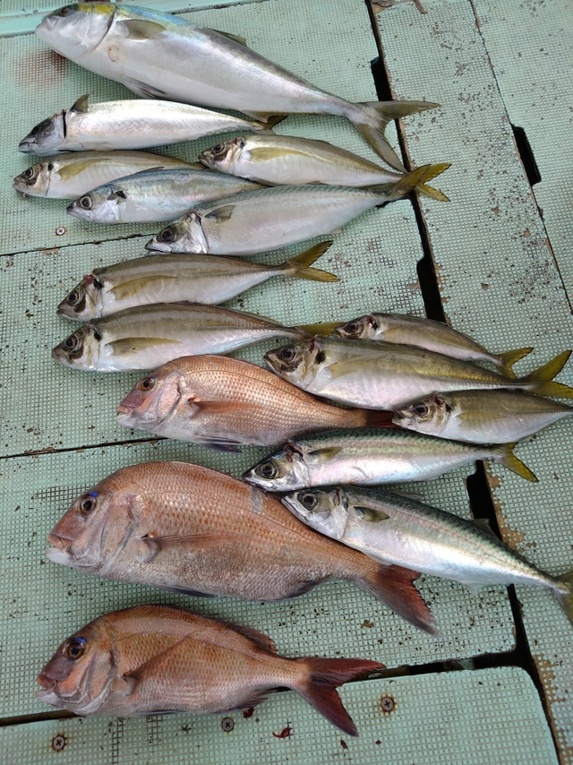 タイ(マダイ)・アジ(マアジ)・メジロ(ブリ)・サバ(マサバ)