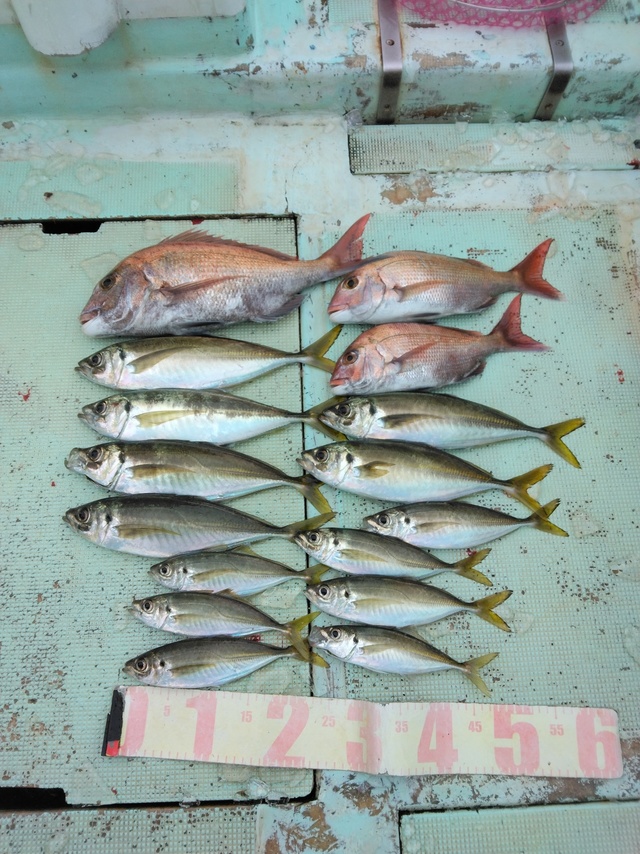 マダイ・マアジ