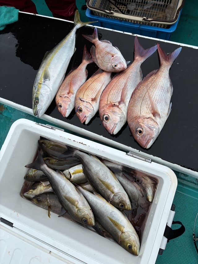 マダイ・ハマチ(ブリ)・メイチダイ