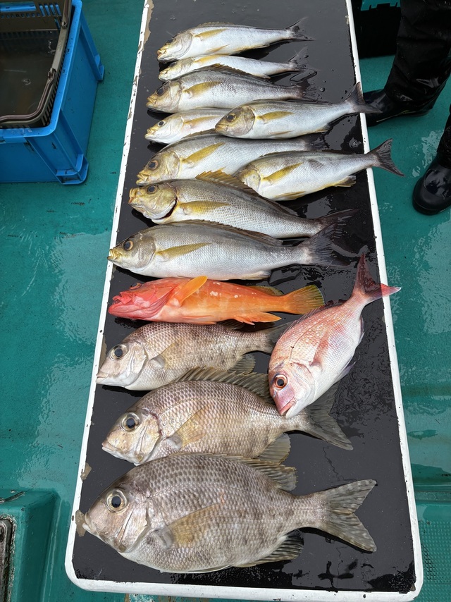 マダイ・ハマチ(ブリ)・メイチダイ