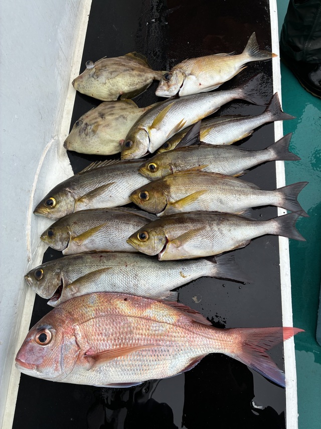 マダイ・ハマチ(ブリ)・メイチダイ