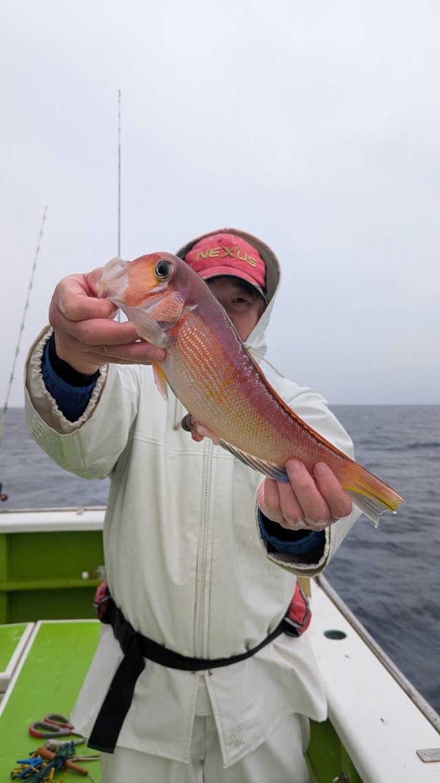 アマダイ(アカアマダイ)