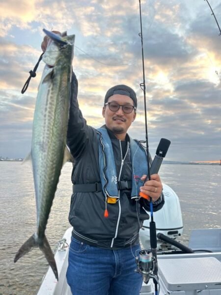 サゴシ(サワラ)