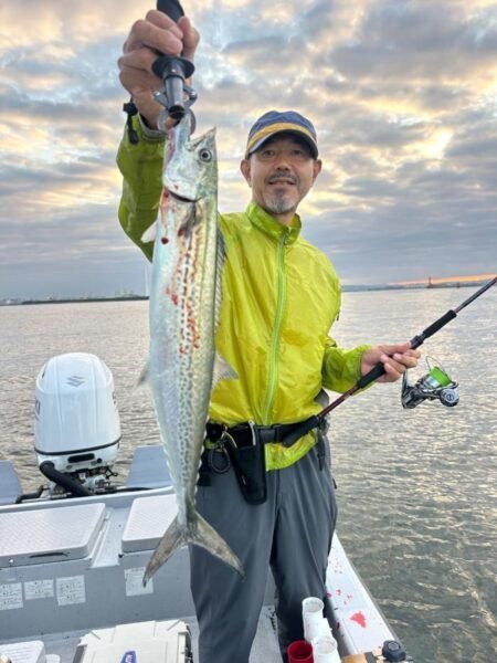 サゴシ(サワラ)