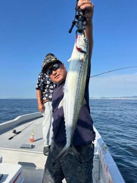 サゴシ(サワラ)