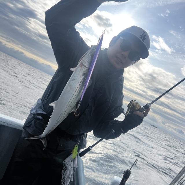 サゴシ(サワラ)