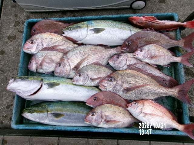 マダイ・ワラサ(ブリ)