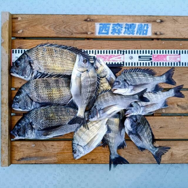 チヌ(クロダイ)